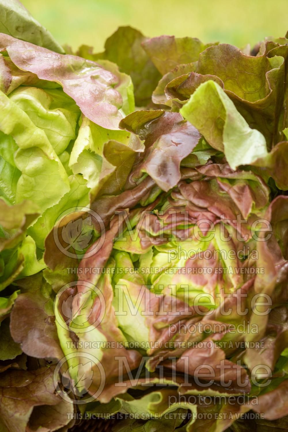 Lactuca Roxy (Lettuce vegetable - laitue) 3