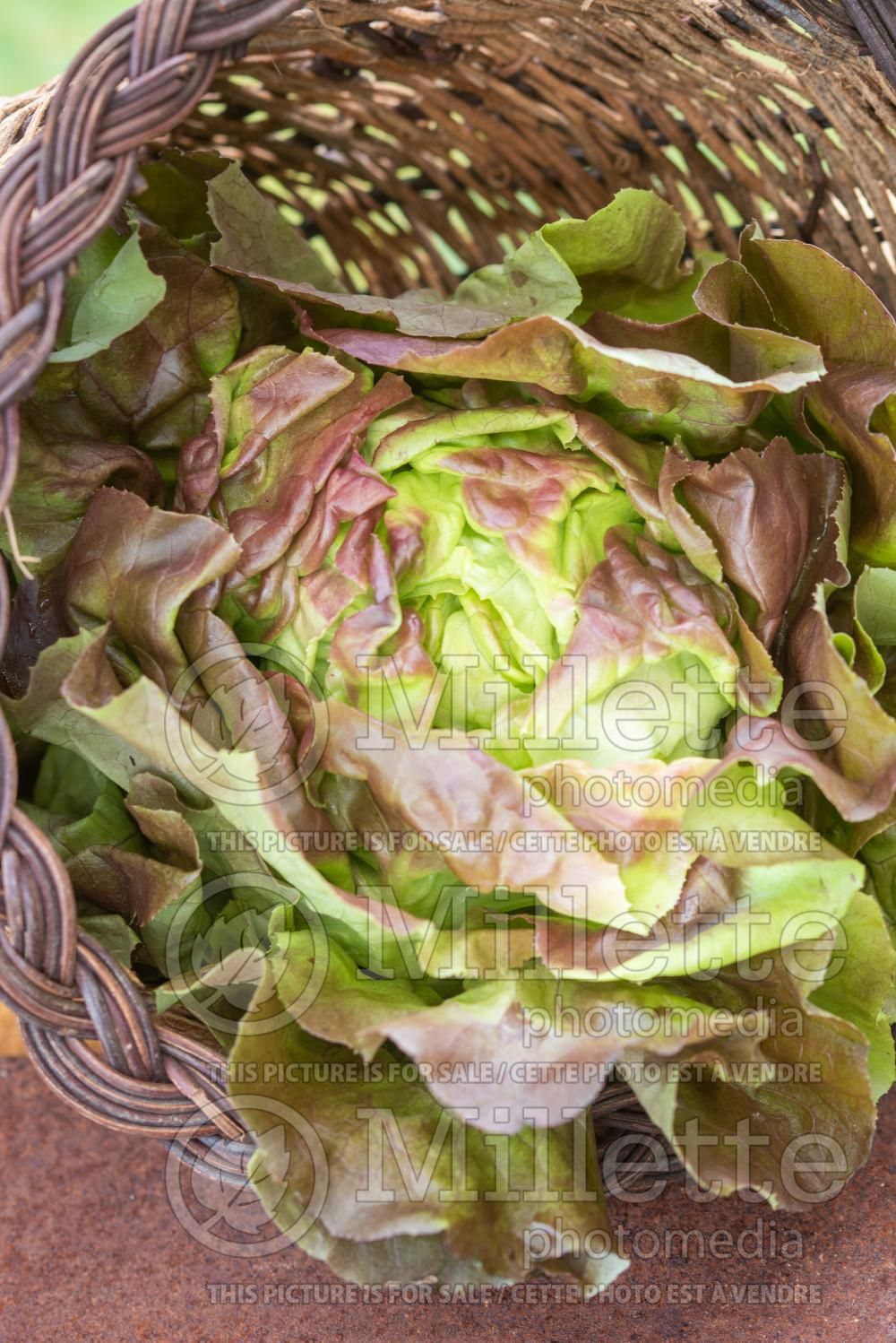 Lactuca Roxy (Lettuce vegetable - laitue) 4