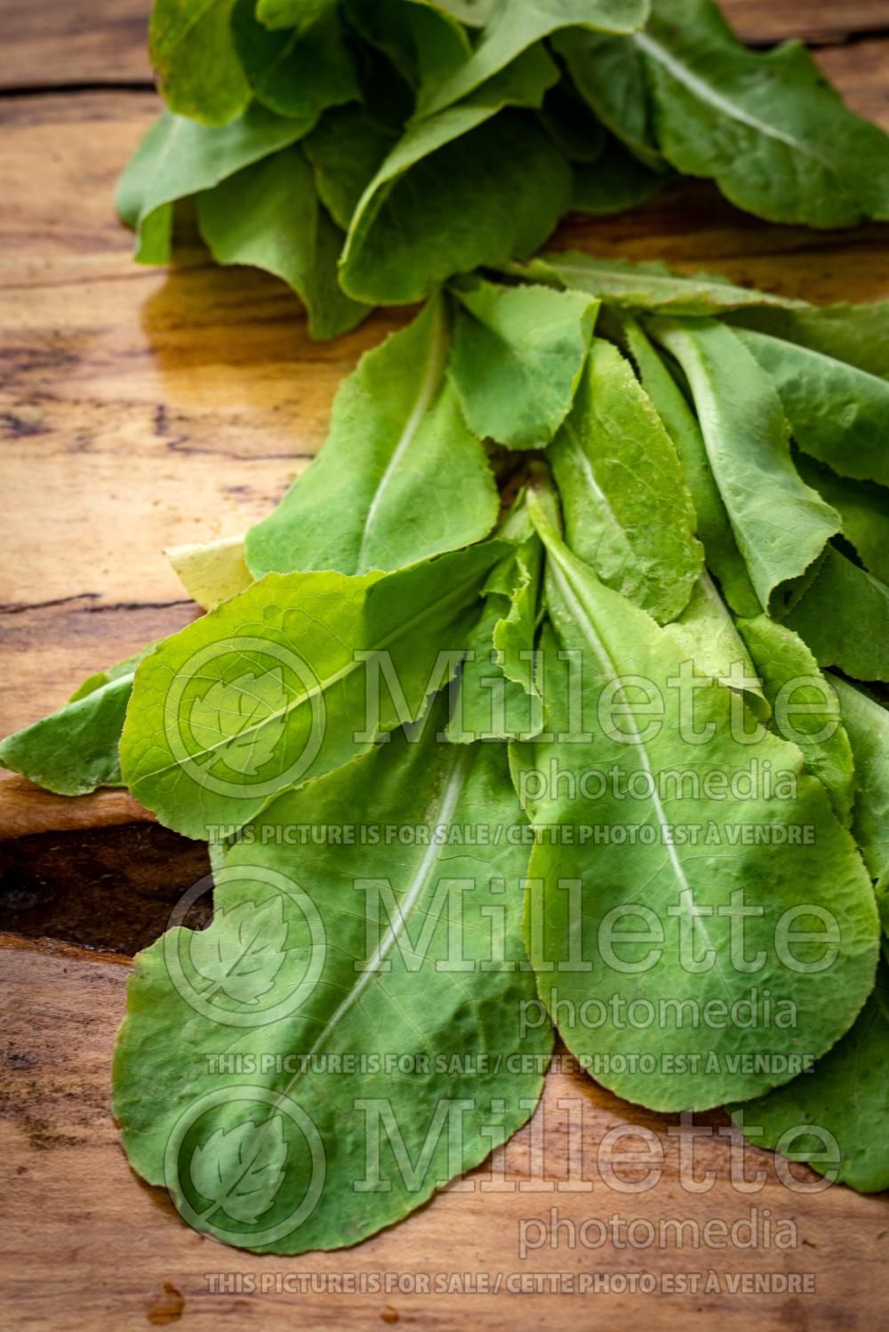 Lactuca Burpee Bibb (butterhead Lettuce vegetable - laitue) 2