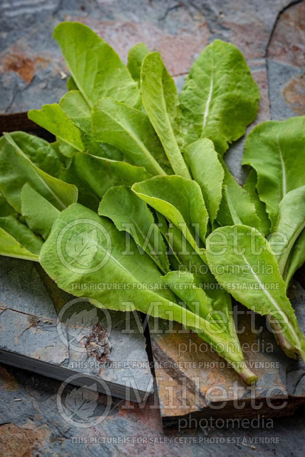Lactuca Burpee Bibb (butterhead Lettuce vegetable - laitue) 1