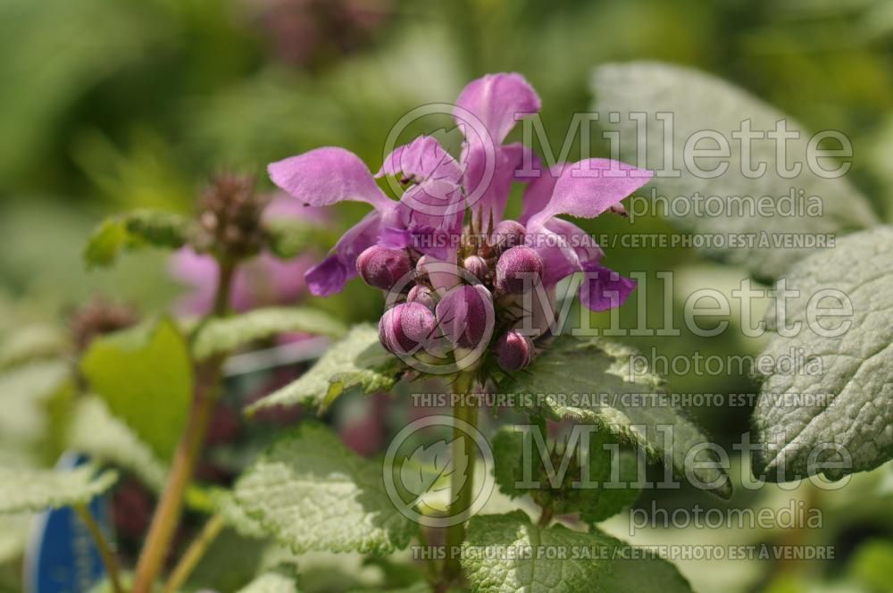 Lamium Purple Dragon (Creeping Lamium Spotted Dead Nettle) 5