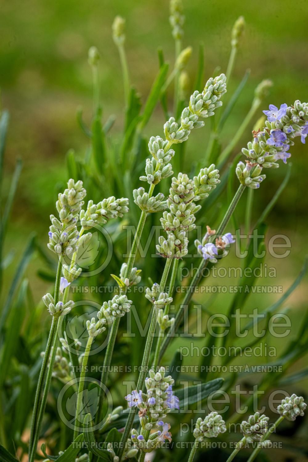 Lavandula Hidcote (English Lavender) 9