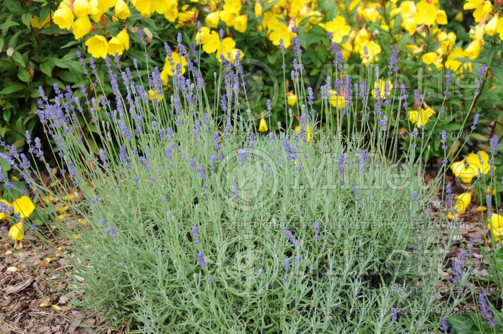 Lavandula Hidcote (English Lavender) 5