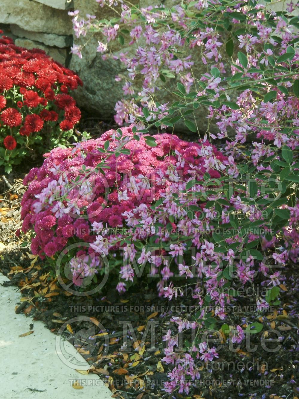 Lespedeza Pink Fountain (Bush Clover) 5