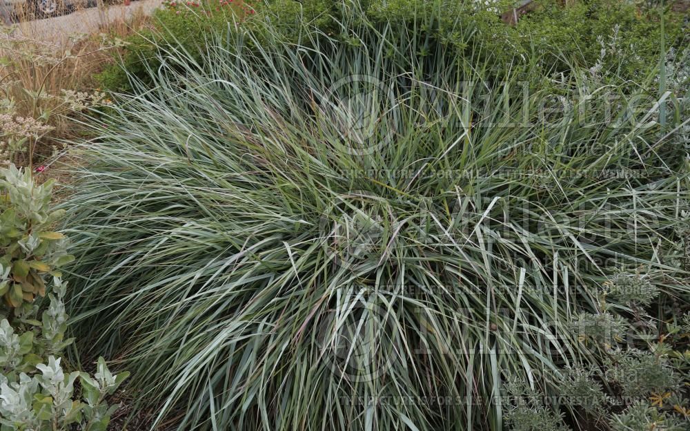 Leymus Canyon Prince (Wild Rye) 2