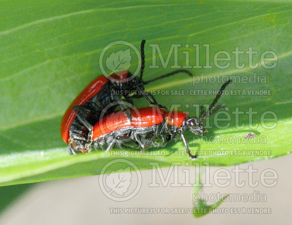 Mating of Lilioceris lilii (Red leaf lily beetle) 5