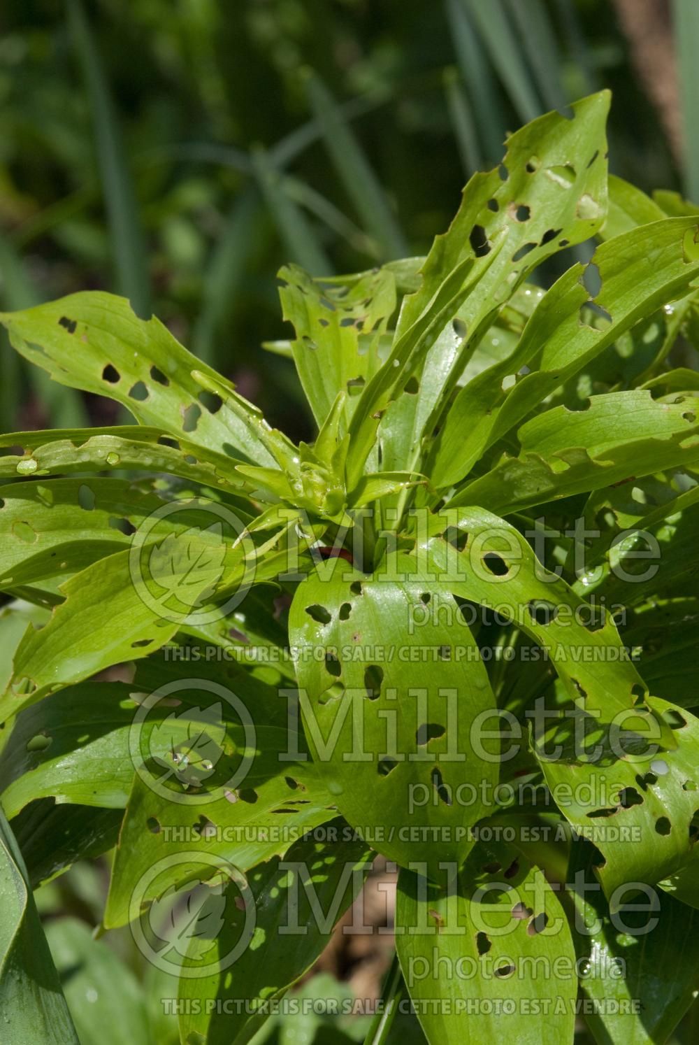 Damages by Lilioceris lilii (Red leaf lily beetle) 1