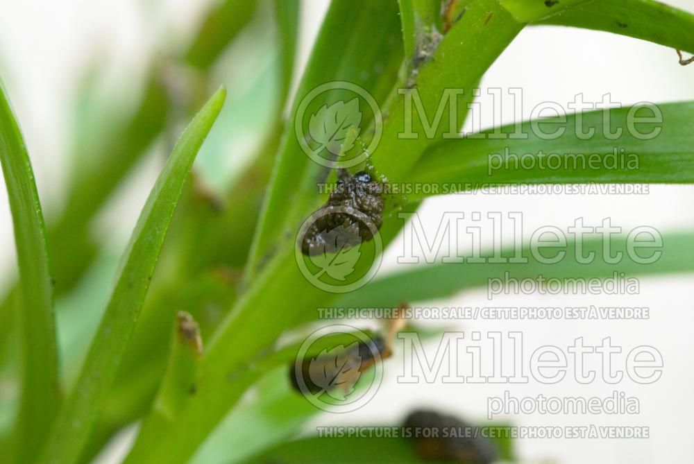 Larvas of Lilioceris lilii (Red leaf lily beetle) 4