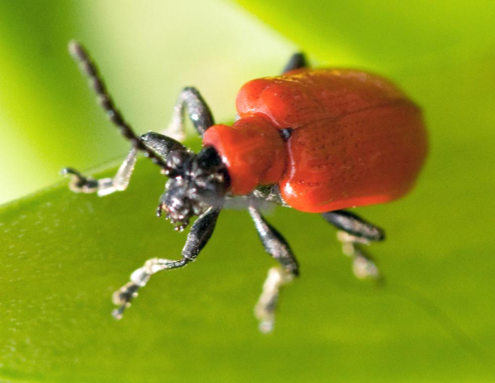 Lilioceris lilii (Red leaf lily beetle) 3