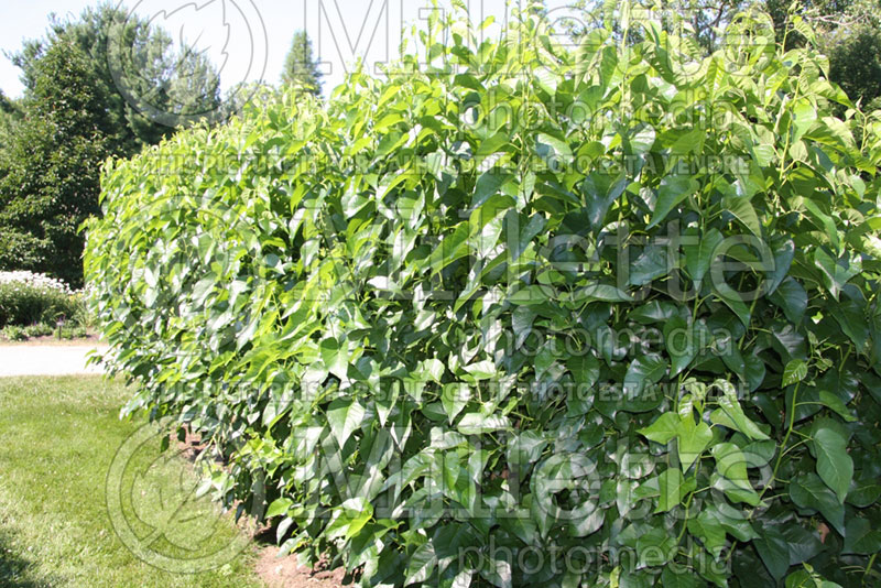 Maclura White Shield or Whiteshield - Hedge (Osage orange, hedge apple, horse apple) 1