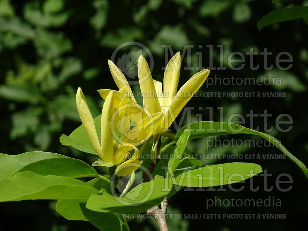 Magnolia Daphne (Magnolia) 1