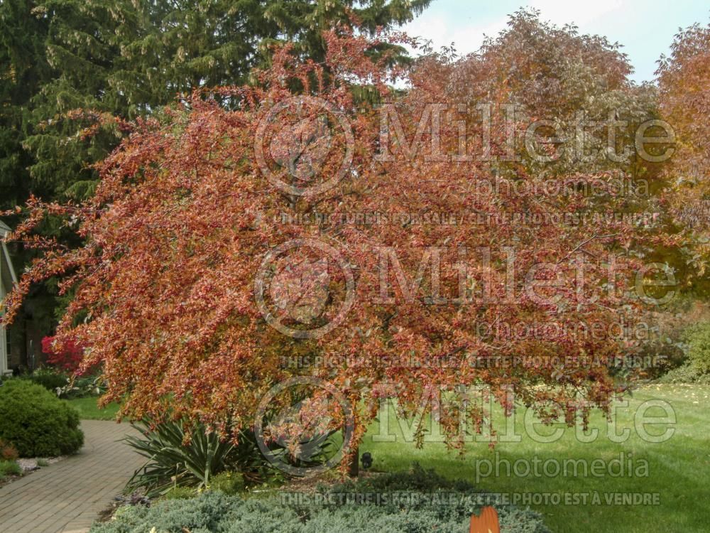 Malus Prairifire aka Prairie Fire (Crabapple) 7