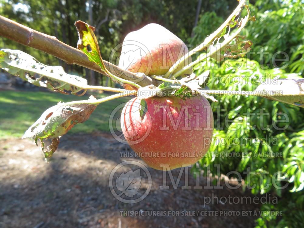 Malus Esopus Spitzenburg aka Esopus Spitzenberg (Apple) 1