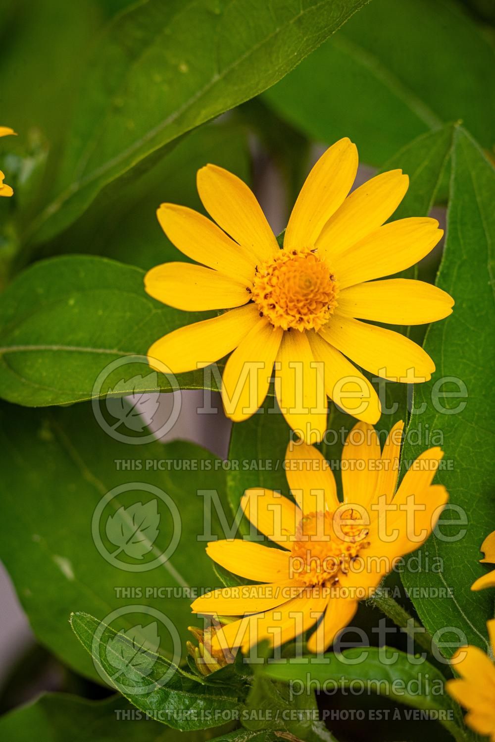 Melampodium divaricatum (butter daisy) 1