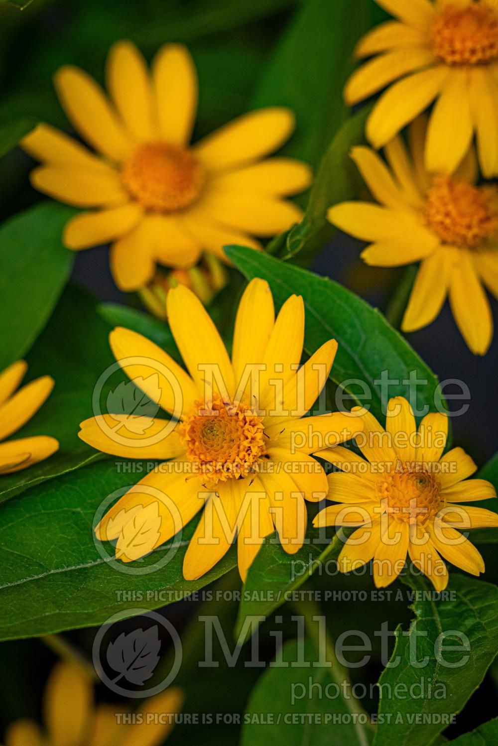 Melampodium divaricatum (butter daisy) 3