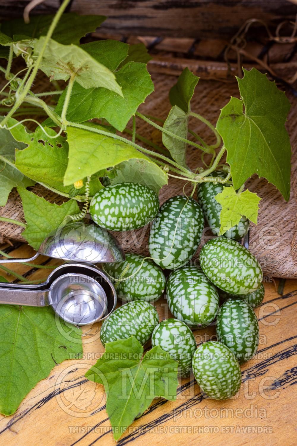 Melothria scabra (cucamelon, Mexican miniature watermelon) 3