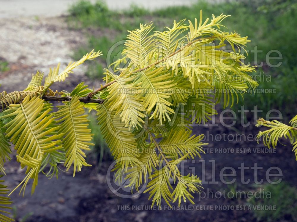 Metasequoia Ogon or Gold Rush or Golden Oji (Dawn redwood conifer) 13