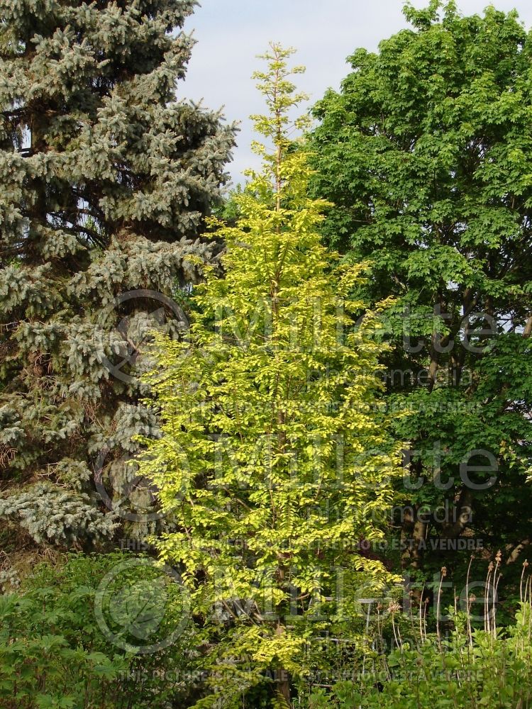 Metasequoia Ogon or Gold Rush or Golden Oji (Dawn redwood conifer) 10