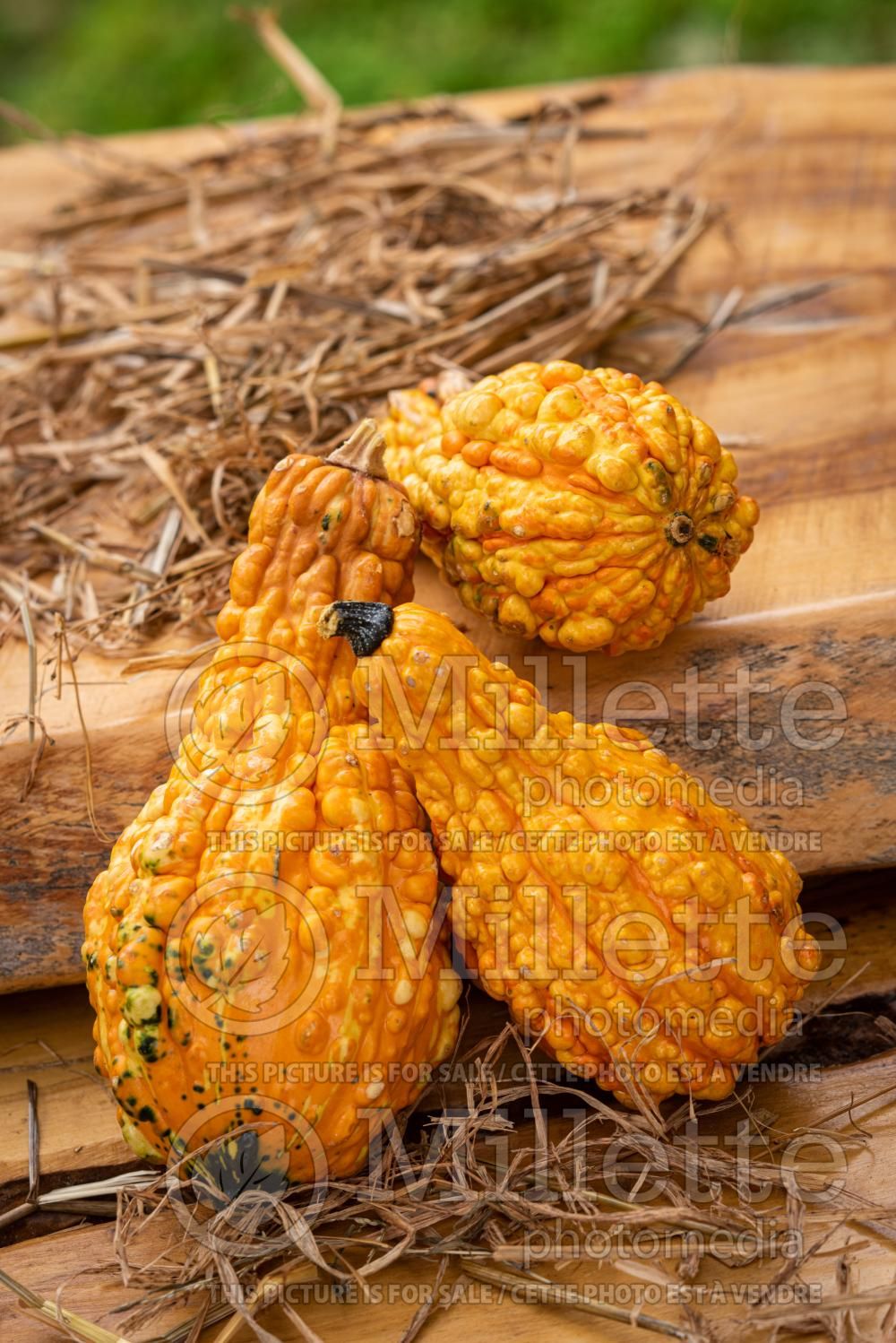Momordica charantia (bitter melon asiatic vegetable) 4