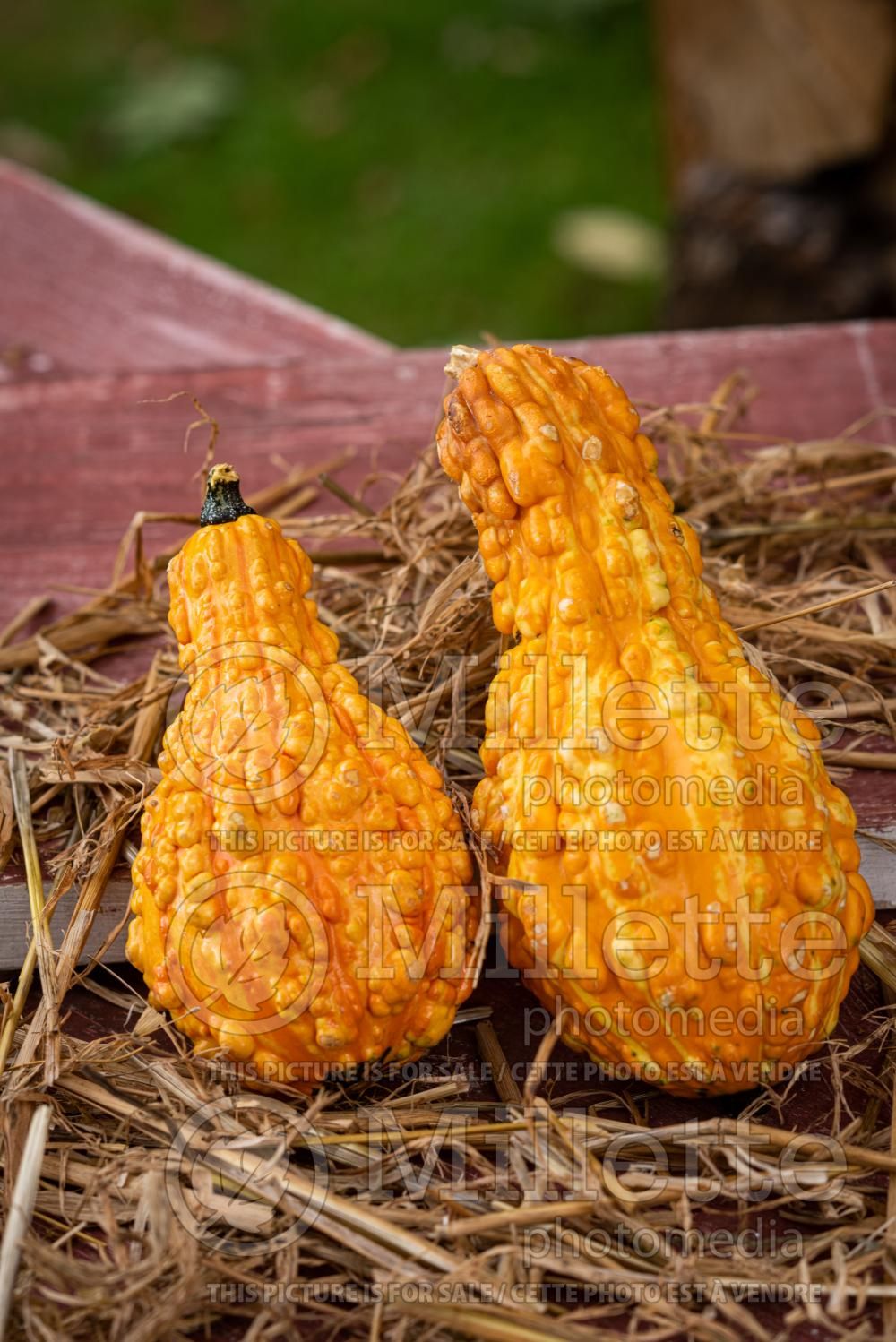 Momordica charantia (bitter melon asiatic vegetable) 6