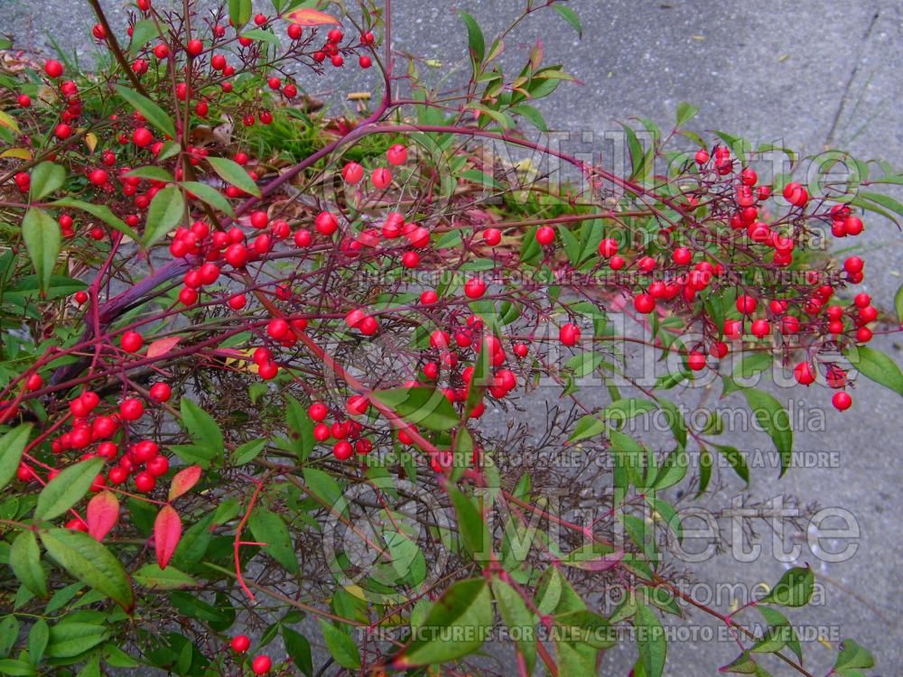 Nandina Gulf Stream (Heavenly bamboo) 3