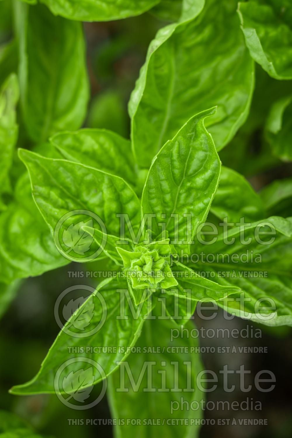 Ocimum Genovese (Basil herb - basilic) 14