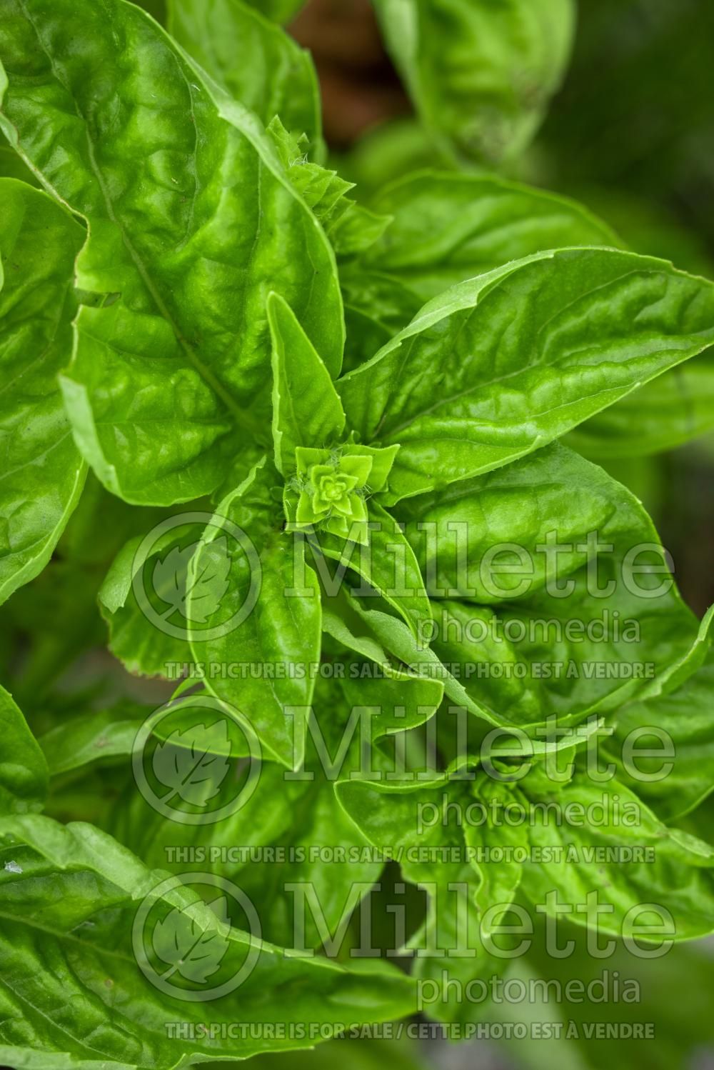 Ocimum Genovese (Basil herb - basilic) 13