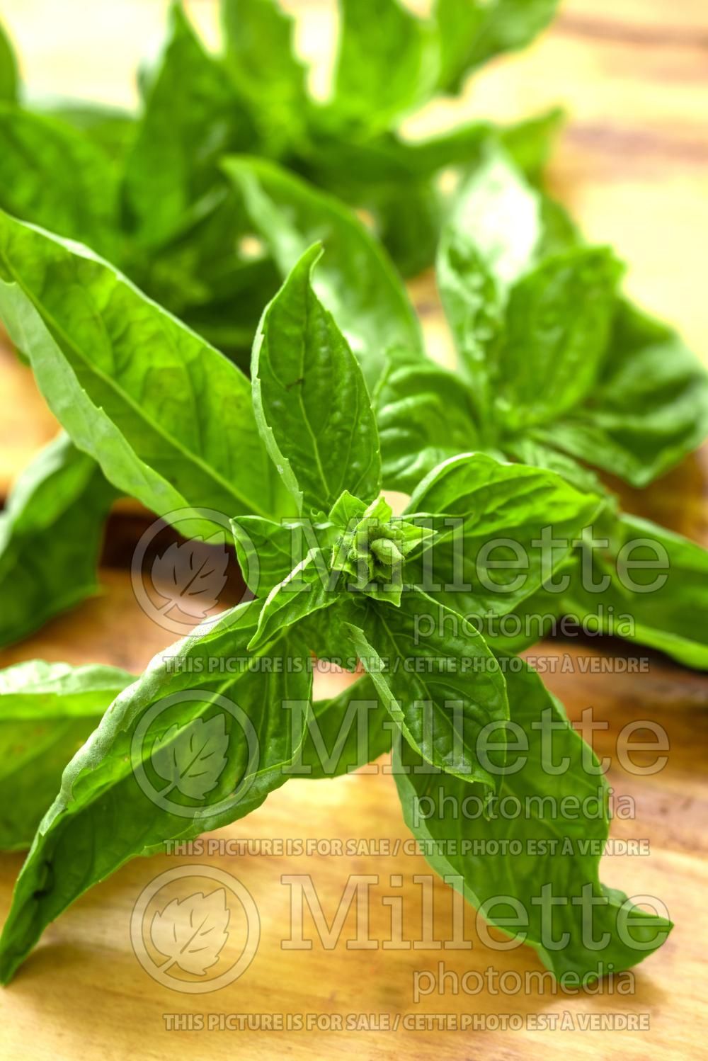 Ocimum Genovese (Basil herb - basilic) 15