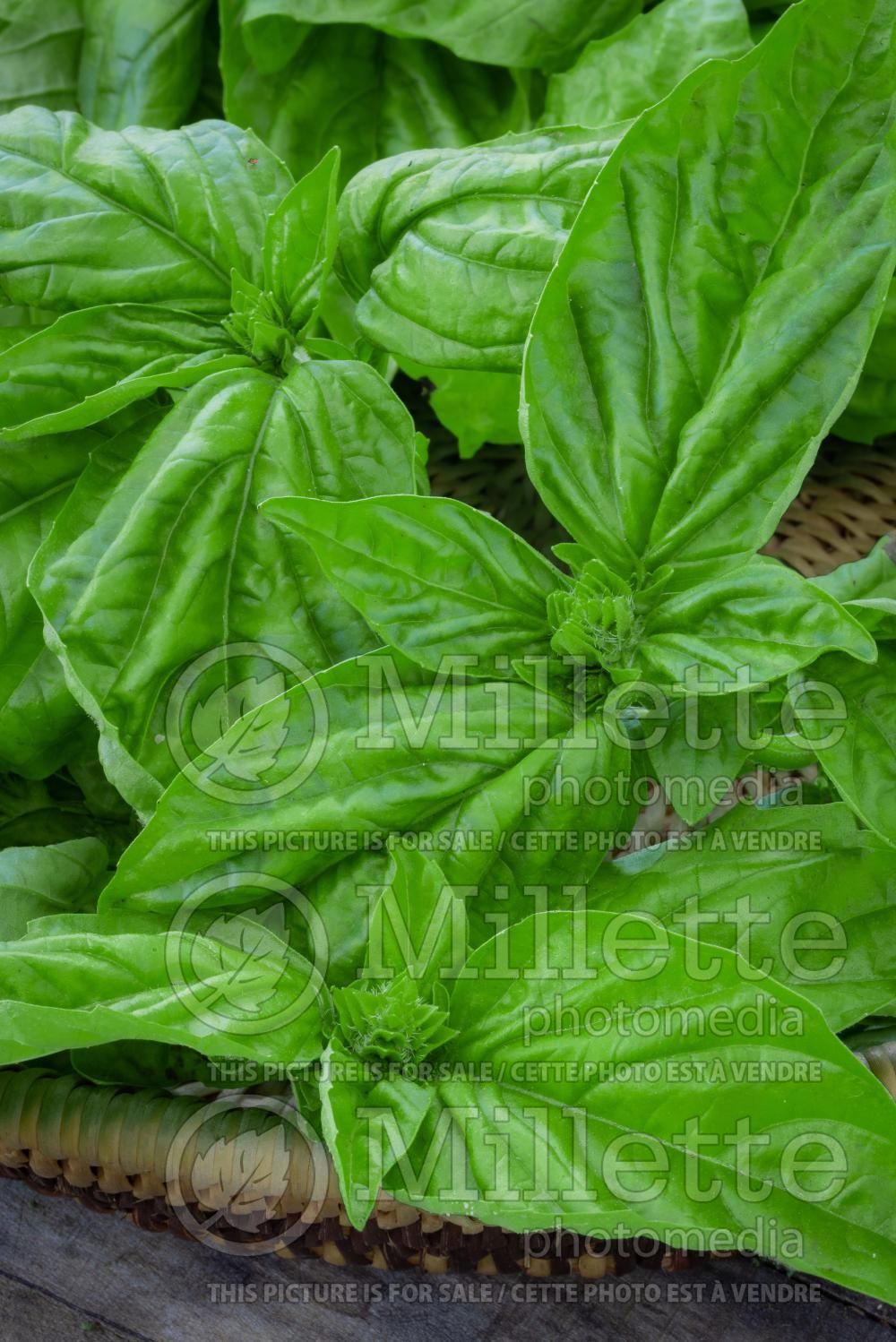 Ocimum Mammoth (Sweet Basil herb) 1