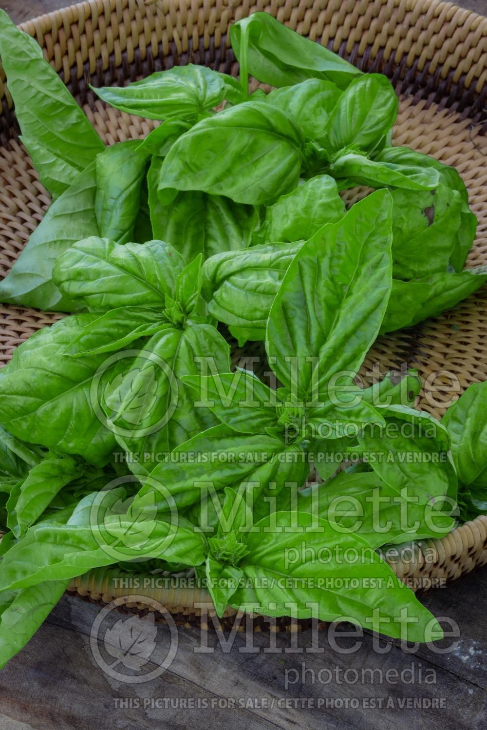 Ocimum Mammoth (Sweet Basil herb) 2