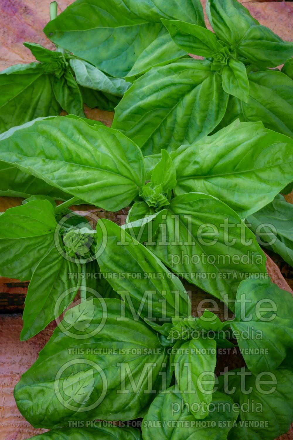 Ocimum Mammoth (Sweet Basil herb) 3