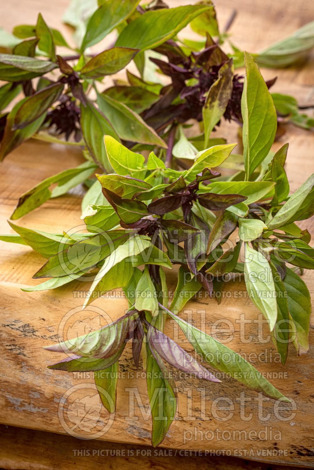 Ocimum Siam Queen (Basil) 5