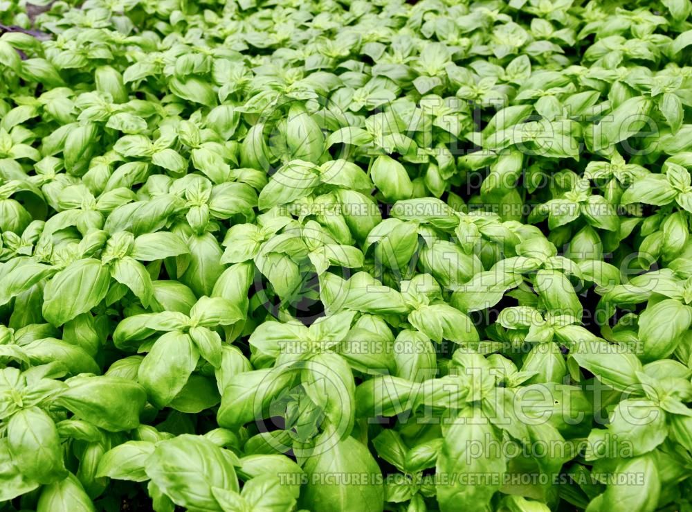 Ocimum basilicum (Basil herb) 2