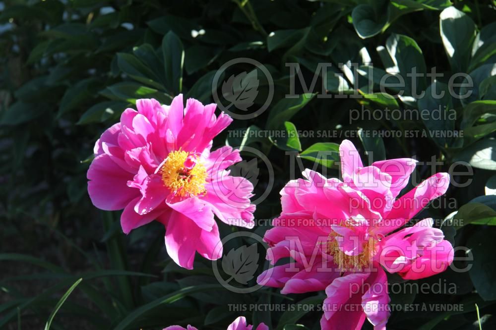 Paeonia Beyond Pluto (Peony) 1