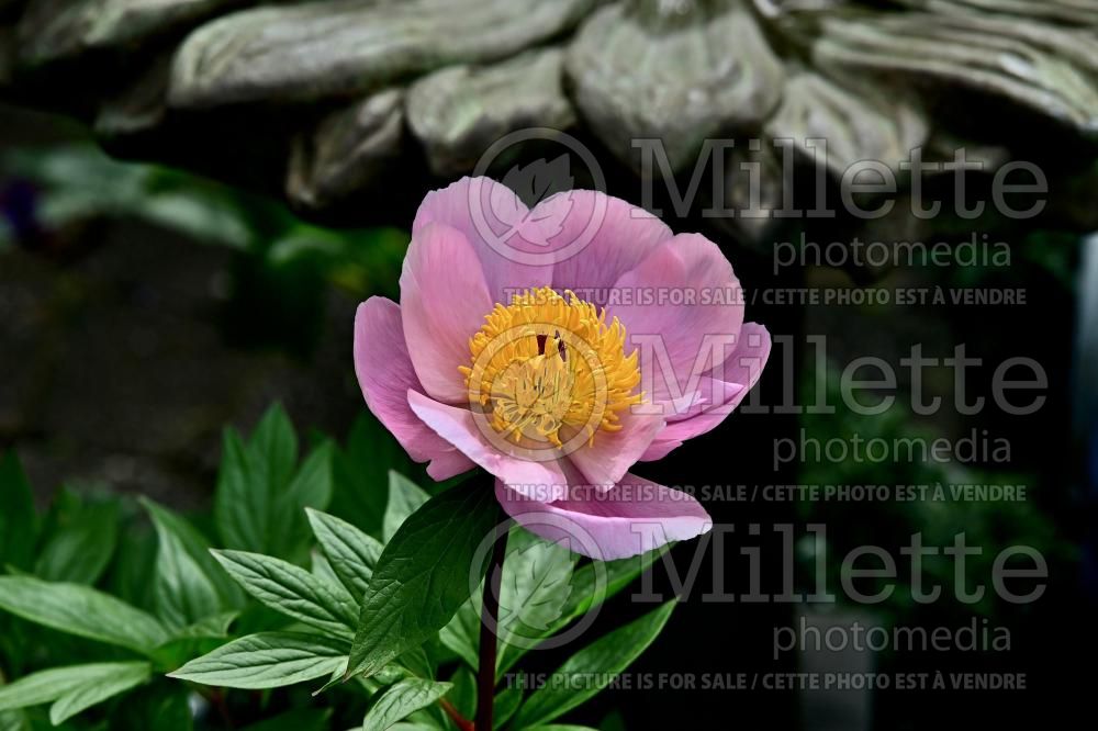 Paeonia Roselette (Peony) 5