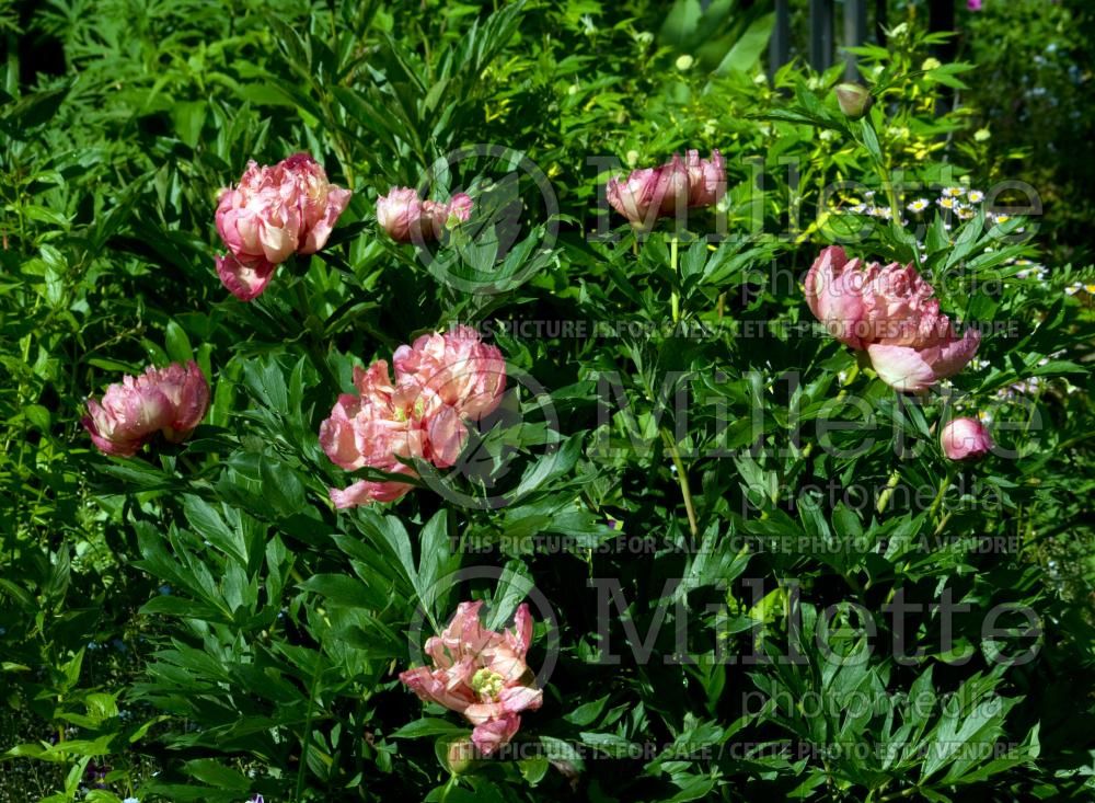 Paeonia Kopper Kettle (Peony) 9