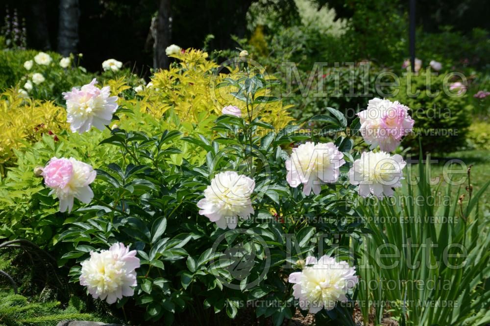 Paeonia Raspberry Sundae (Peony) 4