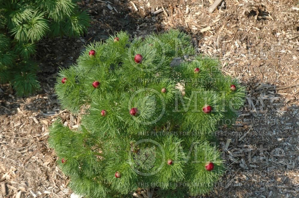 Paeonia tenuifolia rubber plena (Fernleaf peony) 7