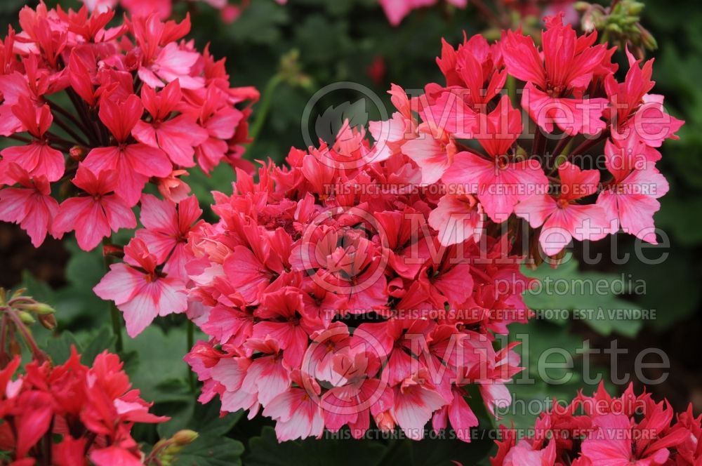 Pelargonium Fireworks Bicolor aka Fiwobic (Pelargonium Geranium) 2