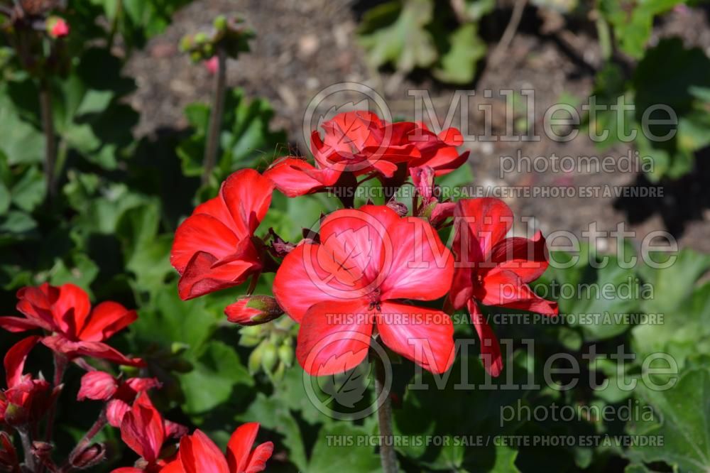 Pelargonium Red Fox Sarita Sunstar Red (Pelargonium Geranium) 1