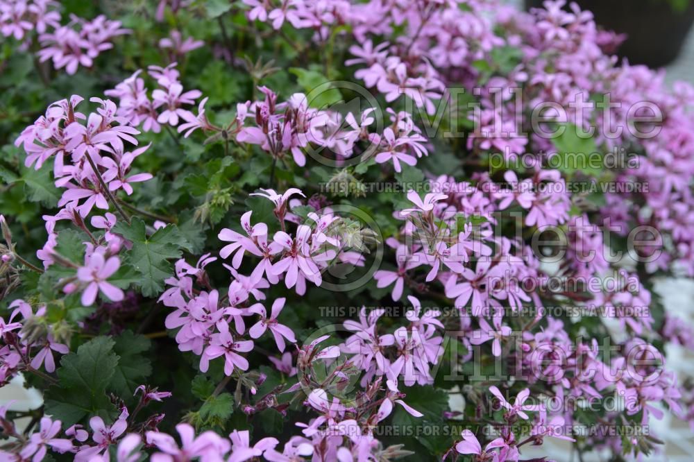 Pelargonium Pinki Pinks (Pelargonium Geranium) 1