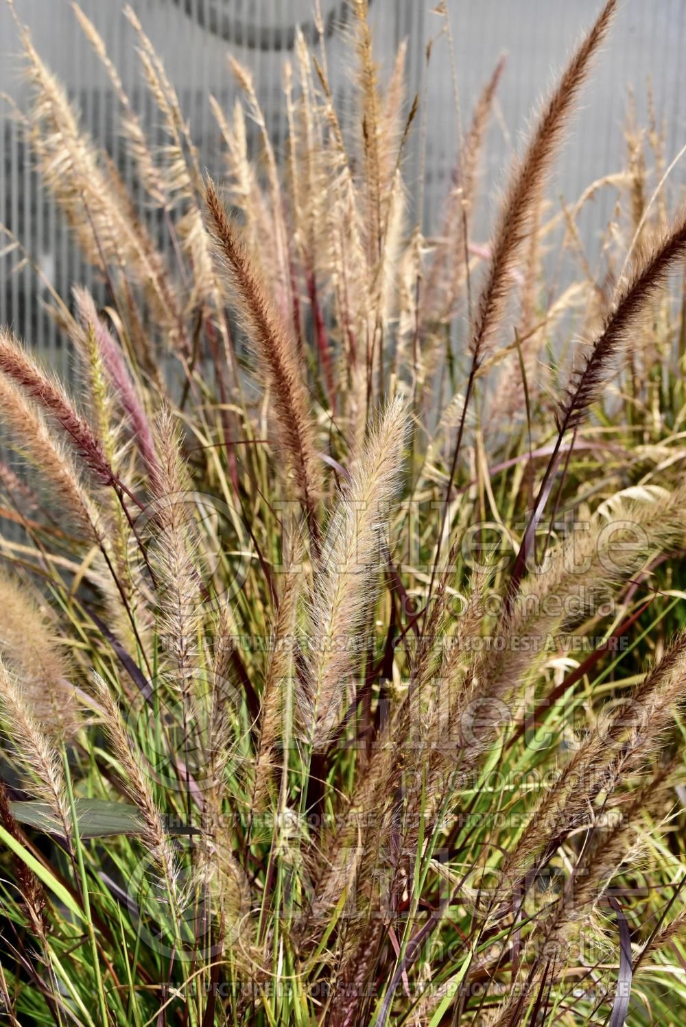 Cenchrus aka Pennisetum Fireworks (Fountain Grass) 14