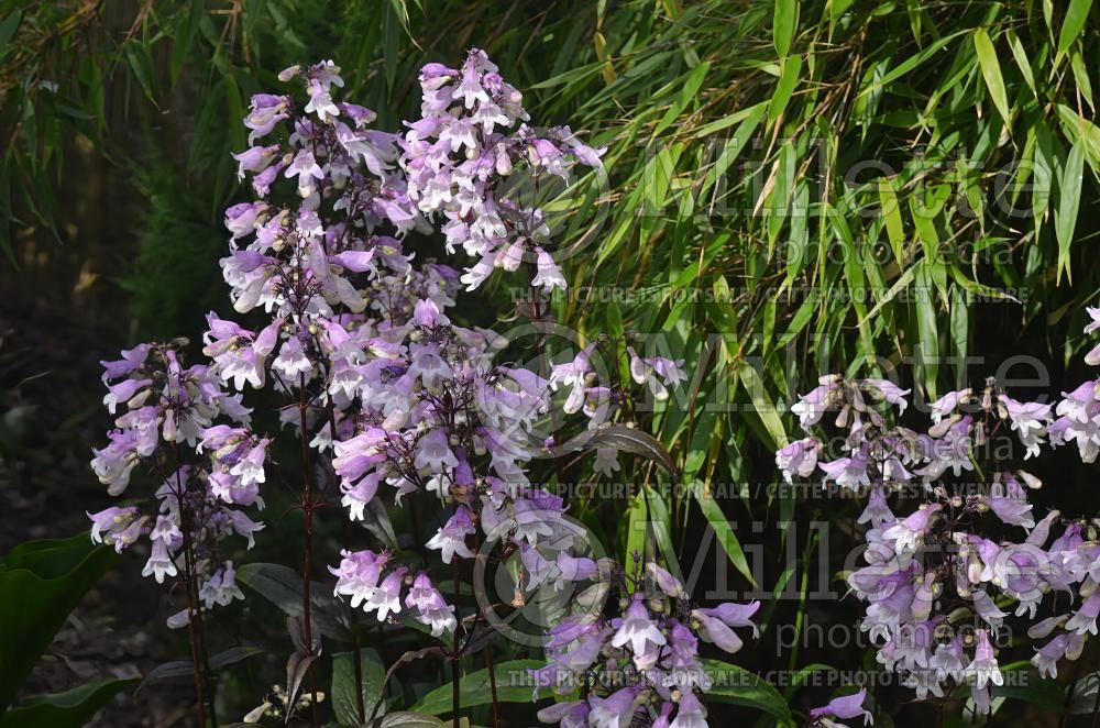 Penstemon Pocahontas (Beardtongue) 4
