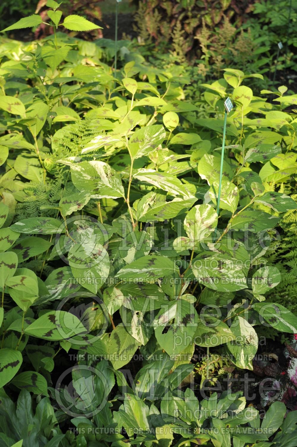 Persicaria aka Polygonum Variegata (Fleeceflower or Knotweed) 1