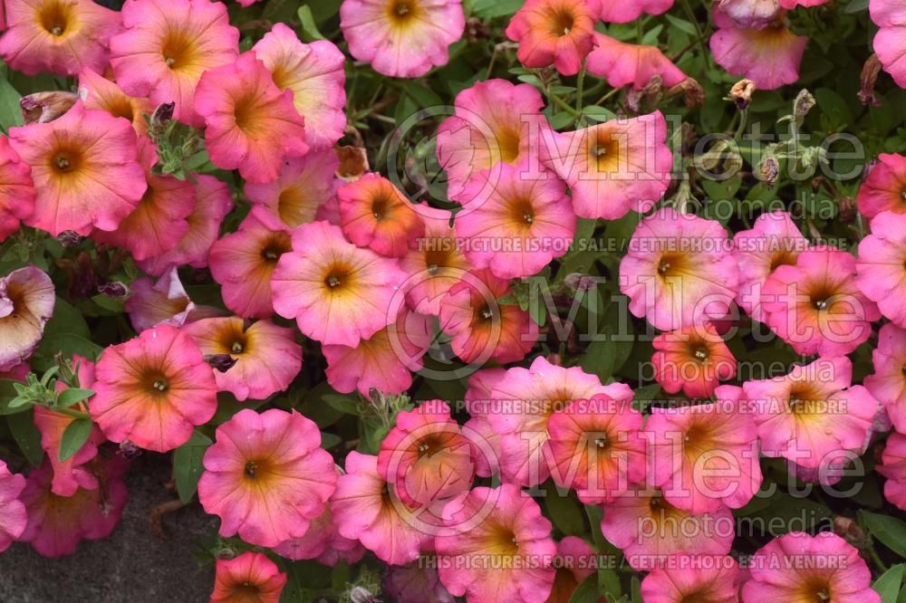 Petunia Crazytunia Mayan Sunset (Petunia) 1