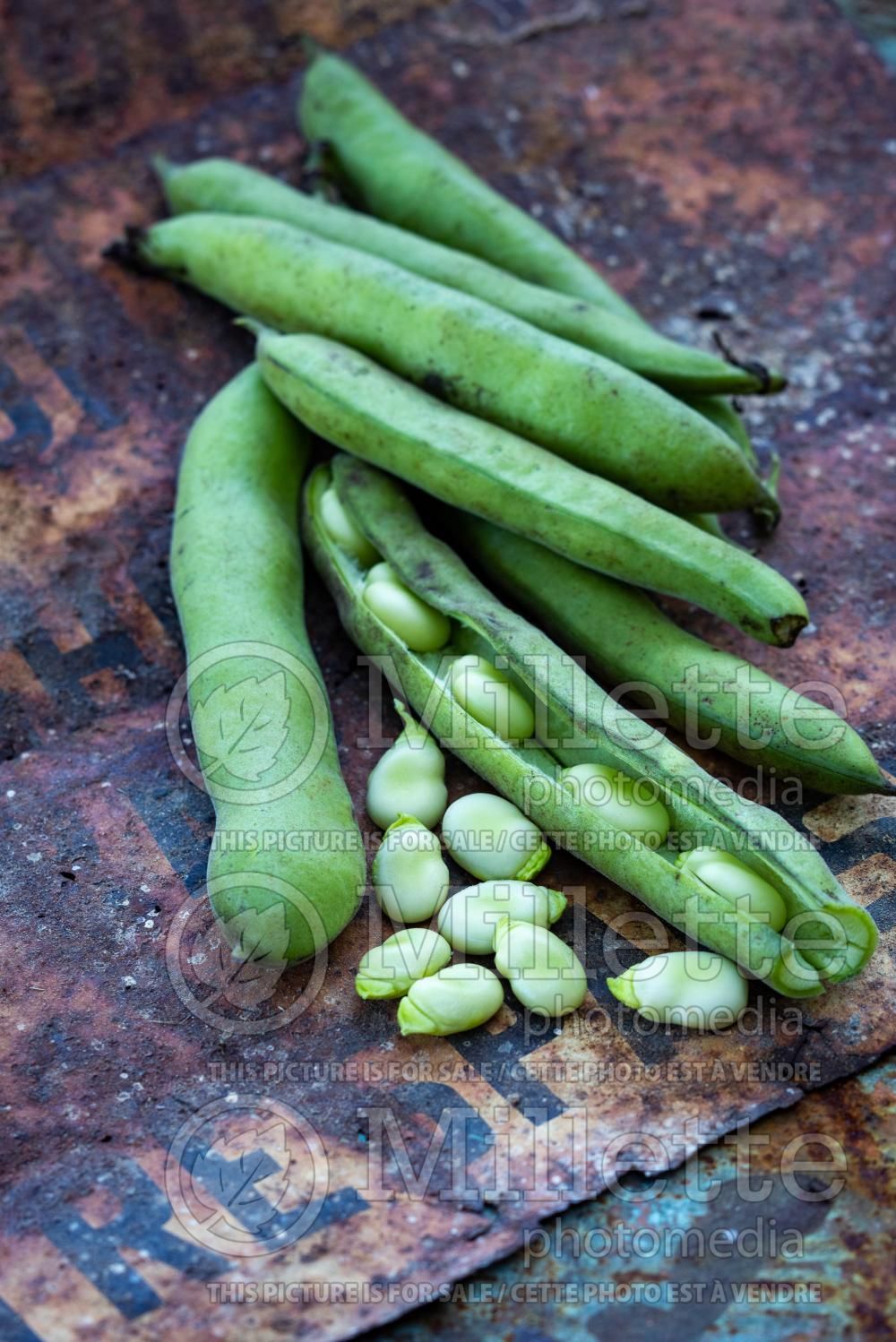Phaseolus lunatus (Lima beans vegetable - haricot) 3