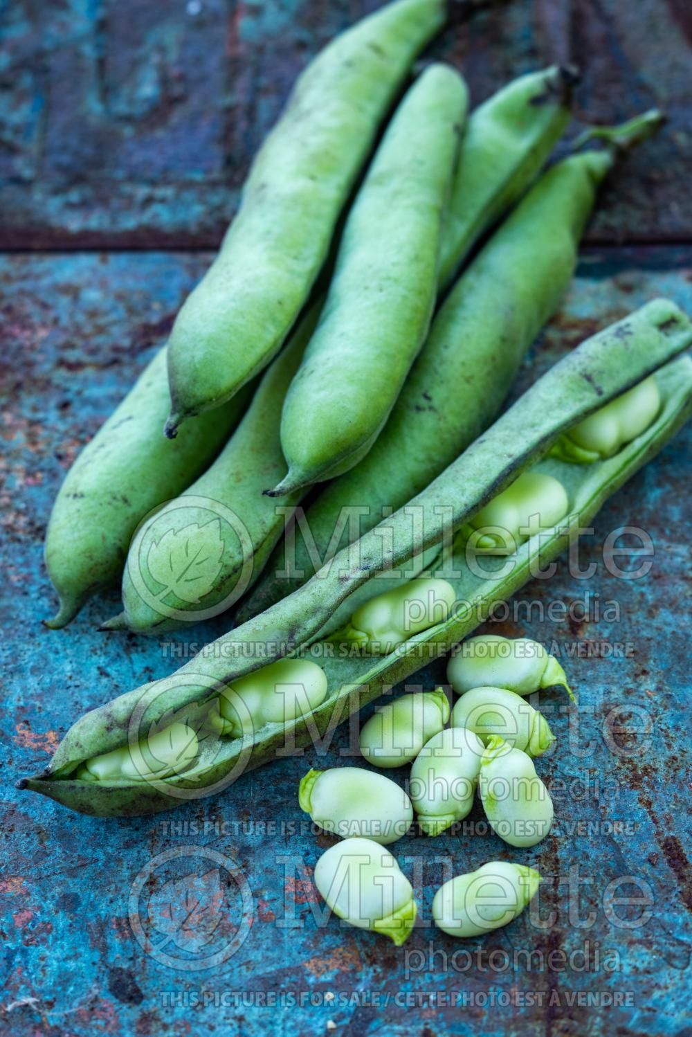 Phaseolus lunatus (Lima beans vegetable - haricot) 4