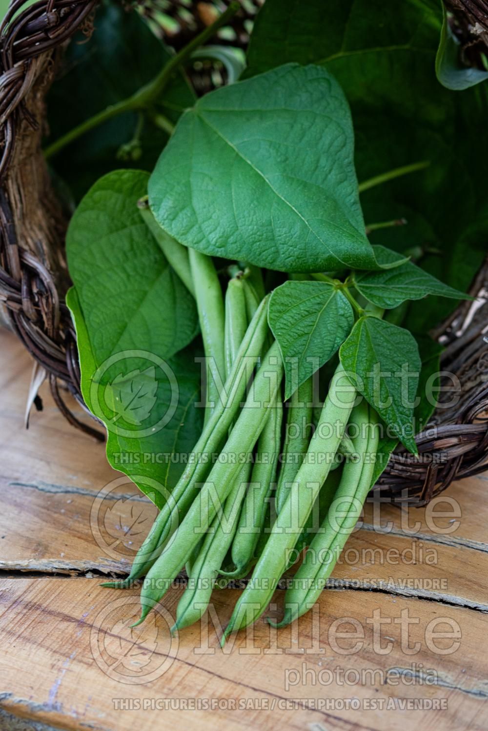 Phaseolus vulgaris (pole bean vegetable - haricot) 7