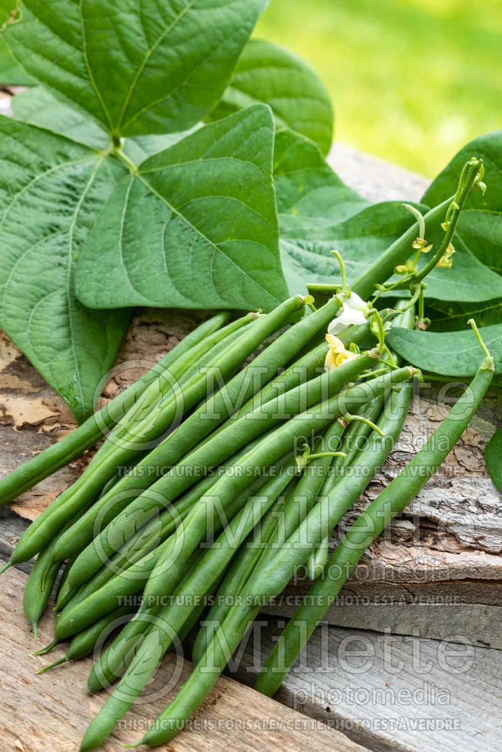 Phaseolus Outlaw (pole bean vegetable - haricot) 2