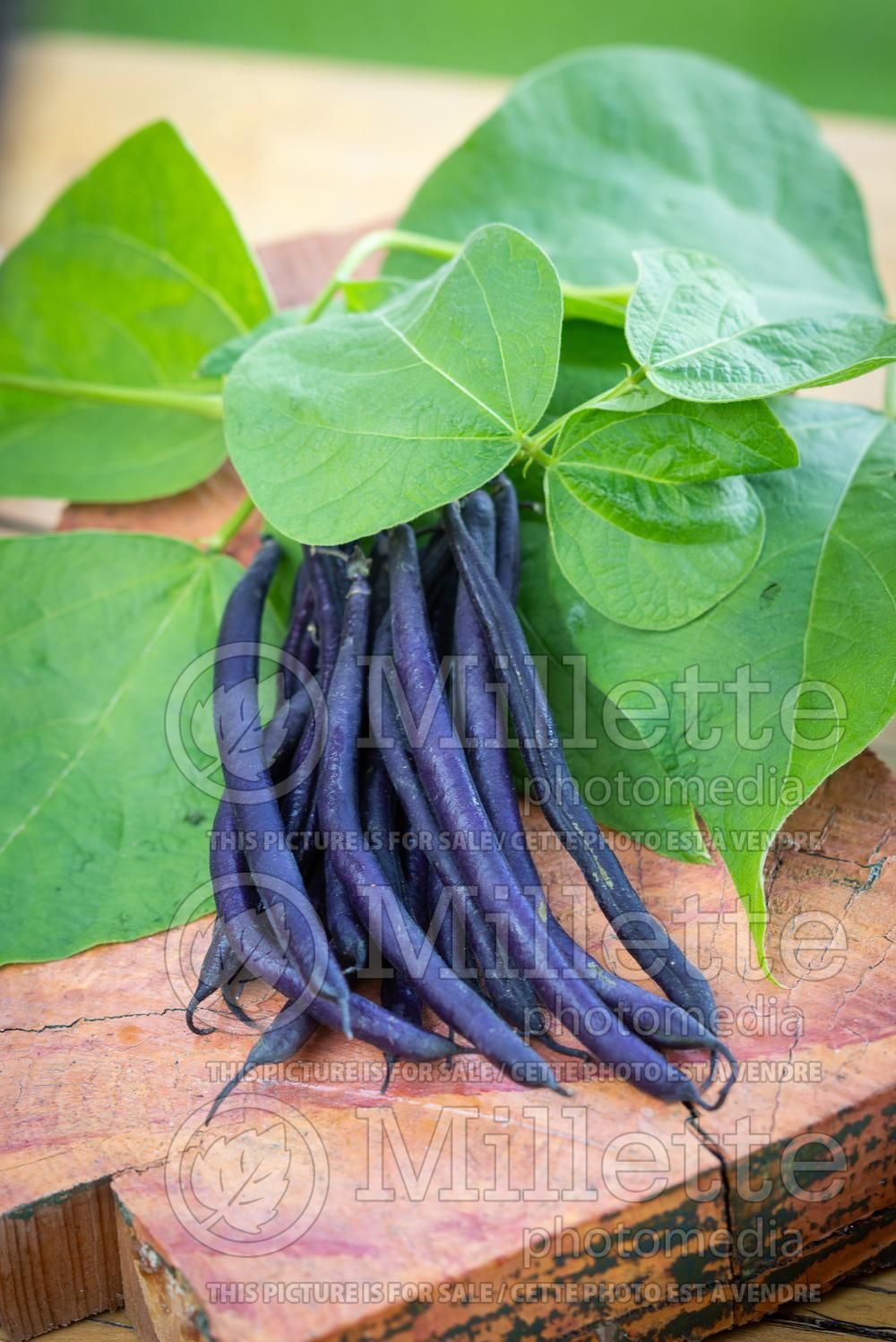 Phaseolus vulgaris (pole bean vegetable - haricot) 8